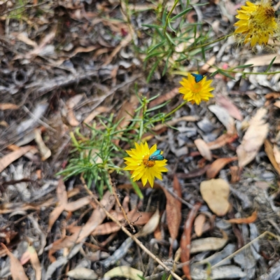 Xerochrysum viscosum (Sticky Everlasting) at QPRC LGA - 8 Mar 2024 by Csteele4