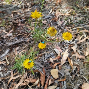 Xerochrysum viscosum at QPRC LGA - 8 Mar 2024