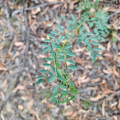 Indigofera australis subsp. australis (Australian Indigo) at QPRC LGA - 8 Mar 2024 by Csteele4