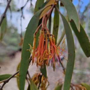 Amyema pendula subsp. pendula at QPRC LGA - 8 Mar 2024