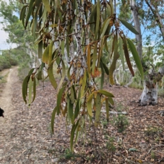 Amyema pendula subsp. pendula at QPRC LGA - 8 Mar 2024