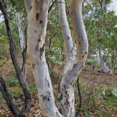 Eucalyptus mannifera subsp. mannifera (Brittle Gum) at QPRC LGA - 8 Mar 2024 by Csteele4