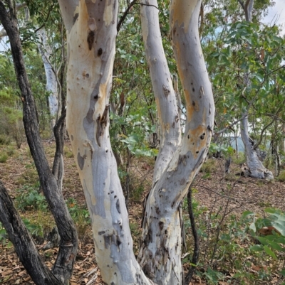 Eucalyptus mannifera subsp. mannifera (Brittle Gum) at QPRC LGA - 8 Mar 2024 by Csteele4