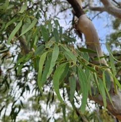 Eucalyptus mannifera subsp. mannifera at QPRC LGA - 8 Mar 2024 03:51 PM