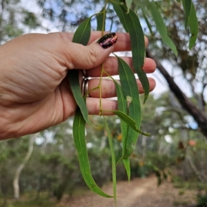 Eucalyptus mannifera subsp. mannifera at QPRC LGA - 8 Mar 2024 03:51 PM