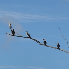 Microcarbo melanoleucos (Little Pied Cormorant) at The Basin Walking Track - 7 Feb 2024 by RobG1