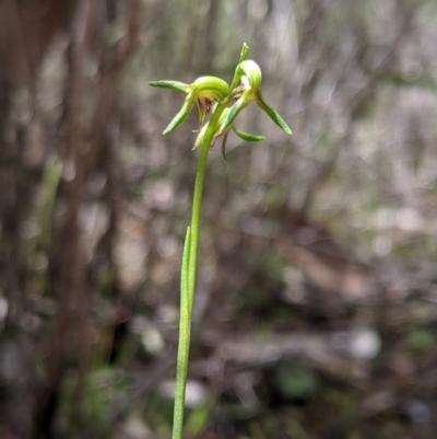 Corunastylis stephensonii (Stephenson's Midge Orchid) at  - suppressed by MattM