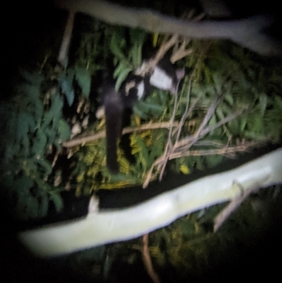 Petauroides volans (Southern Greater Glider) at Ulladulla, NSW - 30 Jun 2021 by MattM