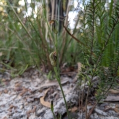 Pterostylis ventricosa at Ulladulla Wildflower Reserve - 15 Apr 2021 by MattM