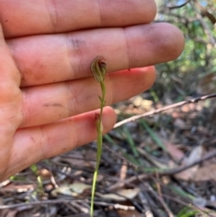 Pterostylis ventricosa at Ulladulla Wildflower Reserve - 20 Apr 2021 by MattM