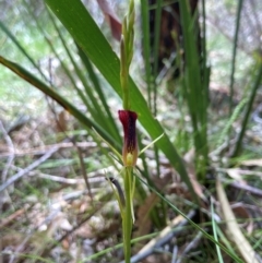 Cryptostylis hunteriana (Leafless Tongue Orchid) at Ulladulla, NSW - 9 Dec 2020 by MattM