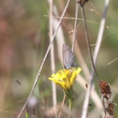 Zizina otis (Common Grass-Blue) at Mulanggari NR (MUL_11) - 3 Mar 2024 by HappyWanderer