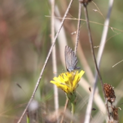 Zizina otis (Common Grass-Blue) at Mulanggari Grasslands - 3 Mar 2024 by HappyWanderer