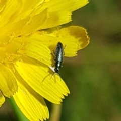 Dasytinae (subfamily) (Soft-winged flower beetle) at Gungahlin, ACT - 3 Mar 2024 by HappyWanderer