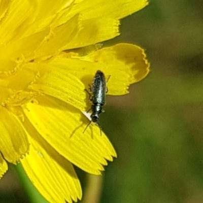 Dasytinae (subfamily) (Soft-winged flower beetle) at Mulanggari NR (MUL_11) - 3 Mar 2024 by HappyWanderer