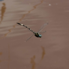 Parasynthemis regina (Royal Tigertail) at Yanununbeyan State Conservation Area - 8 Mar 2024 by DPRees125