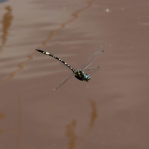 Parasynthemis regina at Yanununbeyan State Conservation Area - 8 Mar 2024 11:27 AM