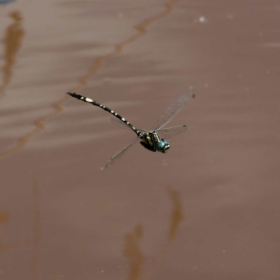 Parasynthemis regina (Royal Tigertail) at Yanununbeyan State Conservation Area - 8 Mar 2024 by DPRees125