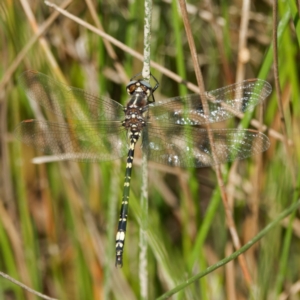 Synthemis eustalacta at QPRC LGA - 8 Mar 2024