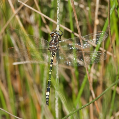 Synthemis eustalacta (Swamp Tigertail) at QPRC LGA - 8 Mar 2024 by DPRees125