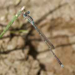 Austrolestes analis (Slender Ringtail) at QPRC LGA - 8 Mar 2024 by DPRees125