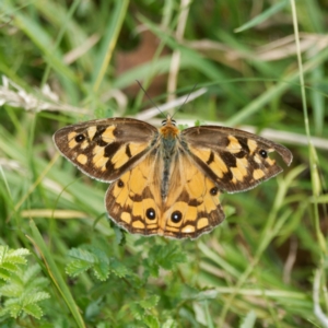 Heteronympha penelope at Yanununbeyan State Conservation Area - 8 Mar 2024 11:42 AM