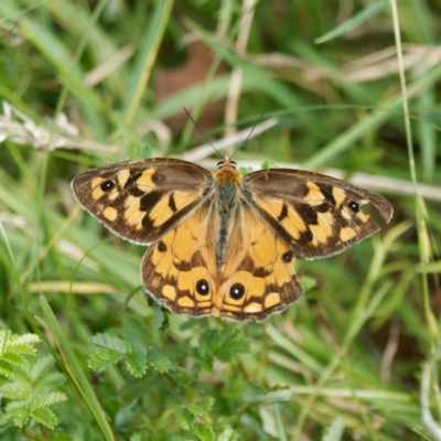 Heteronympha penelope (Shouldered Brown) at Yanununbeyan State Conservation Area - 8 Mar 2024 by DPRees125