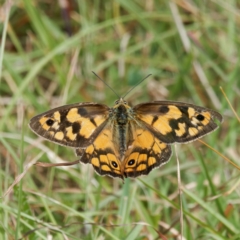 Heteronympha penelope at Yanununbeyan State Conservation Area - 8 Mar 2024