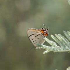 Jalmenus evagoras (Imperial Hairstreak) at Yanununbeyan State Conservation Area - 8 Mar 2024 by DPRees125