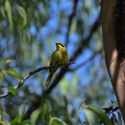 Lichenostomus melanops (Yellow-tufted Honeyeater) at Wollondilly Local Government Area - 4 Mar 2024 by Freebird