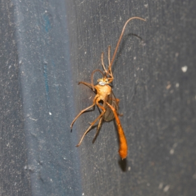 Ichneumonidae (family) (Unidentified ichneumon wasp) at Higgins, ACT - 6 Mar 2024 by AlisonMilton