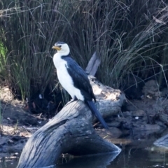 Microcarbo melanoleucos (Little Pied Cormorant) at Dickson Wetland - 7 Mar 2024 by AlisonMilton