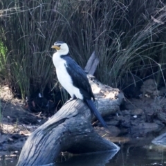 Microcarbo melanoleucos (Little Pied Cormorant) at Dickson Wetland Corridor - 7 Mar 2024 by AlisonMilton