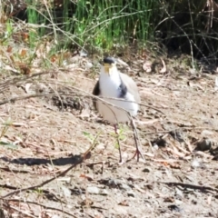 Vanellus miles (Masked Lapwing) at Dickson Wetland - 6 Mar 2024 by AlisonMilton