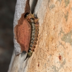 Lophyrotoma interrupta (Cattle Poisoning Sawfly) at Dickson Wetland - 7 Mar 2024 by AlisonMilton