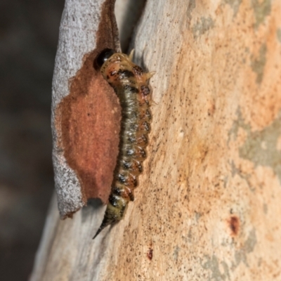 Lophyrotoma interrupta (Cattle Poisoning Sawfly) at Dickson, ACT - 6 Mar 2024 by AlisonMilton