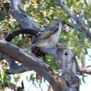 Manorina melanocephala at Campbell Park Woodland - 8 Mar 2024 05:36 PM