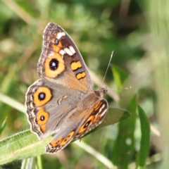 Junonia villida (Meadow Argus) at Pialligo, ACT - 8 Mar 2024 by JimL