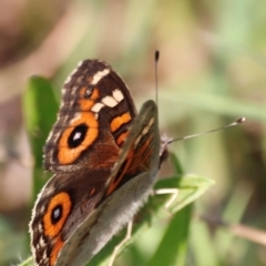 Junonia villida at Campbell Park Woodland - 8 Mar 2024 05:12 PM