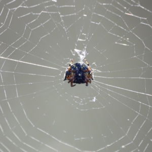 Austracantha minax at Campbell Park Woodland - 8 Mar 2024 05:23 PM