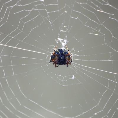 Austracantha minax (Christmas Spider, Jewel Spider) at Mount Ainslie - 8 Mar 2024 by JimL