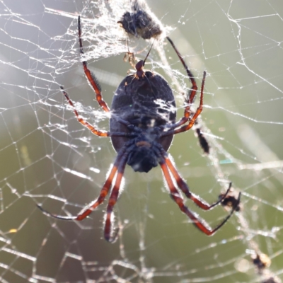 Trichonephila edulis (Golden orb weaver) at Pialligo, ACT - 8 Mar 2024 by JimL