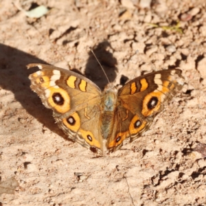 Junonia villida at Campbell Park Woodland - 8 Mar 2024