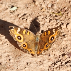 Junonia villida at Campbell Park Woodland - 8 Mar 2024