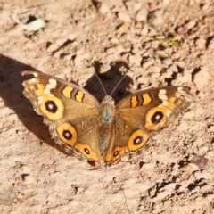 Junonia villida at Campbell Park Woodland - 8 Mar 2024