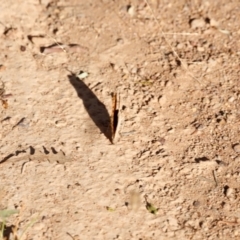 Junonia villida at Campbell Park Woodland - 8 Mar 2024