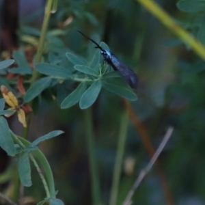 Pollanisus (genus) at Mount Ainslie - 8 Mar 2024