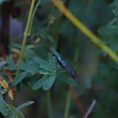 Pollanisus (genus) at Mount Ainslie - 8 Mar 2024