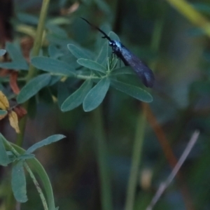 Pollanisus (genus) at Mount Ainslie - 8 Mar 2024