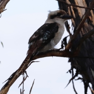 Dacelo novaeguineae at Mount Ainslie - 8 Mar 2024 05:51 PM